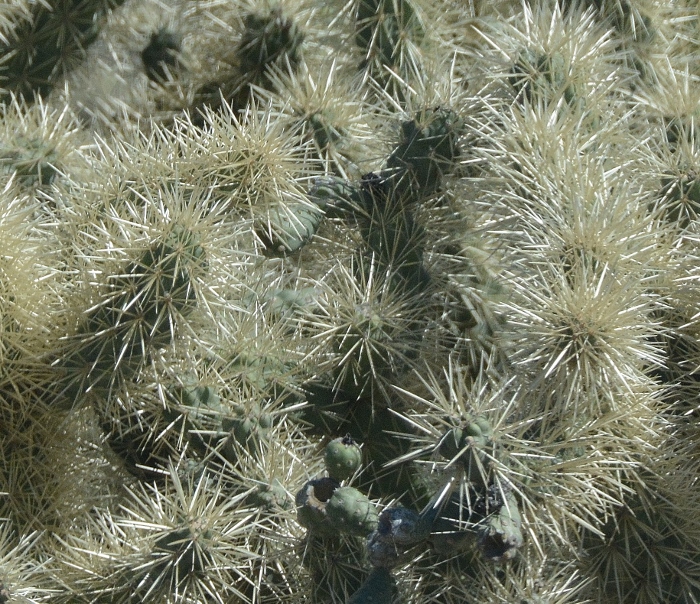live jumping cholla, closeup